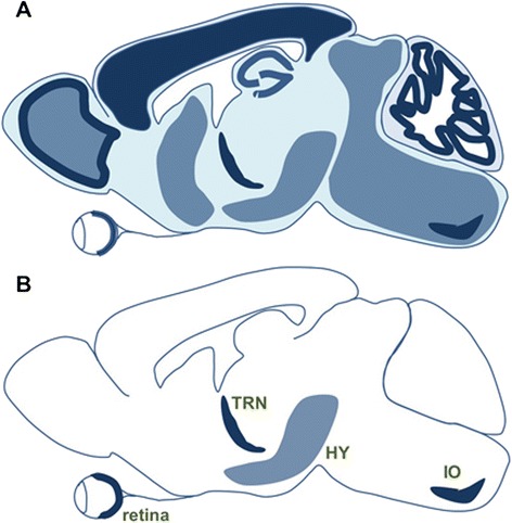 Activity-dependent plasticity of electrical synapses: increasing evidence for its presence and functional roles in the mammalian brain.