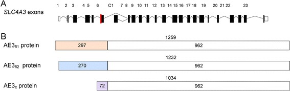 Investigation of SLA4A3 as a candidate gene for human retinal disease.