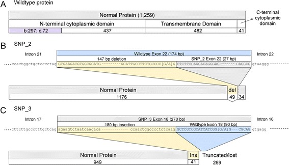 Investigation of SLA4A3 as a candidate gene for human retinal disease.