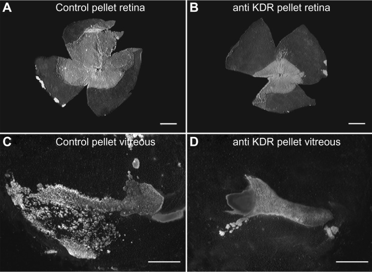 Targeting VEGF in canine oxygen-induced retinopathy - a model for human retinopathy of prematurity.