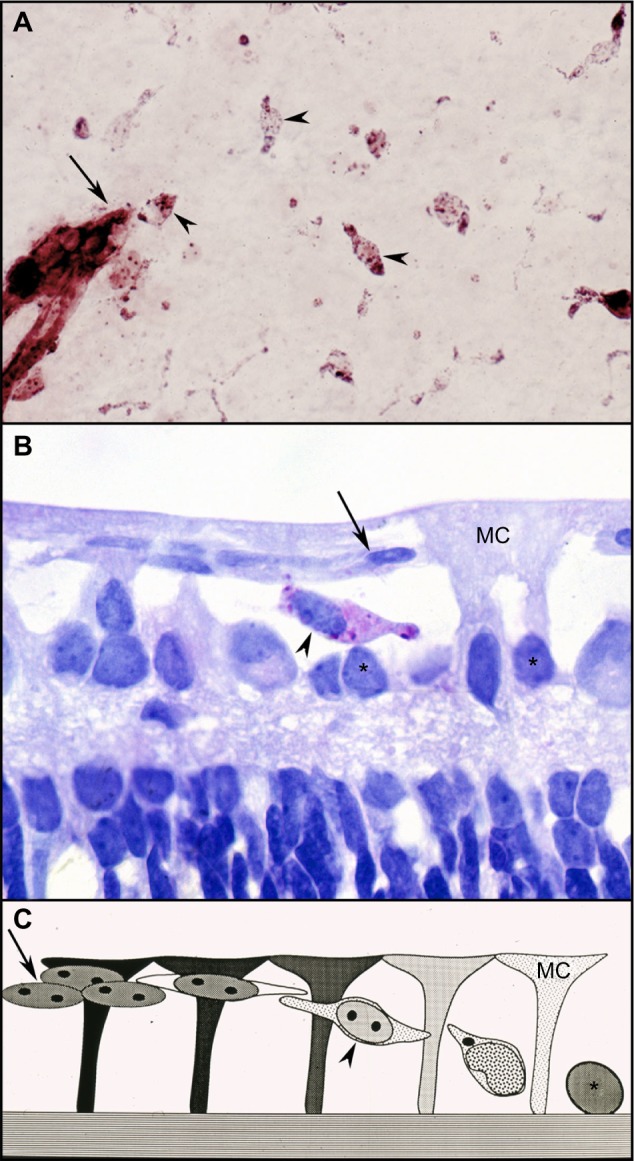 Targeting VEGF in canine oxygen-induced retinopathy - a model for human retinopathy of prematurity.