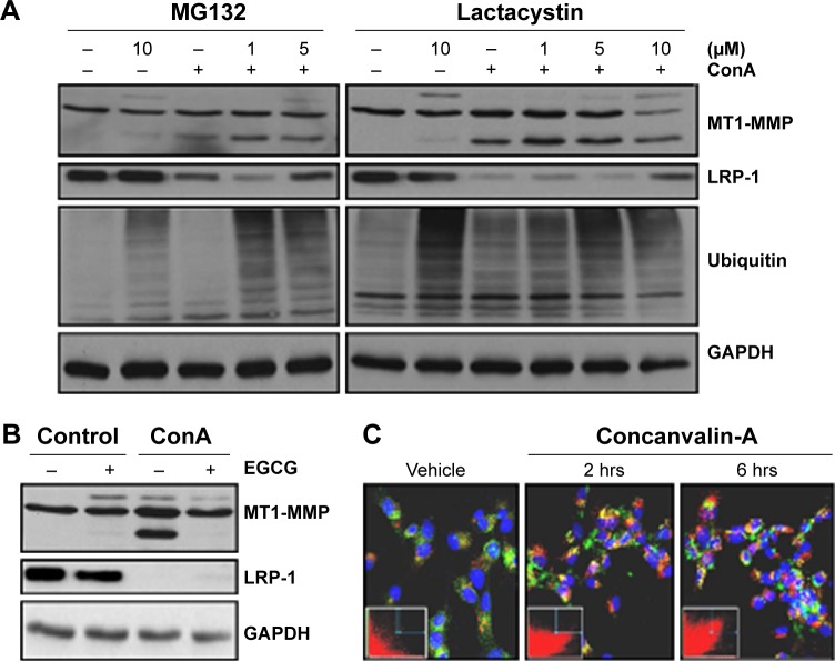 Impact of Concanavalin-A-Mediated Cytoskeleton Disruption on Low-Density Lipoprotein Receptor-Related Protein-1 Internalization and Cell Surface Expression in Glioblastomas.