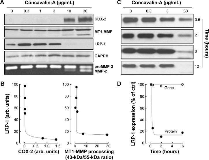 Impact of Concanavalin-A-Mediated Cytoskeleton Disruption on Low-Density Lipoprotein Receptor-Related Protein-1 Internalization and Cell Surface Expression in Glioblastomas.