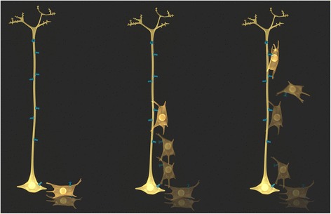 Connexins and pannexins in neuronal development and adult neurogenesis.