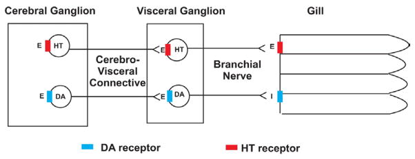 Innervation of Gill Lateral Cells in the Bivalve Mollusc <i>Crassostrea virginica</i> Affects Cellular Membrane Potential and Cilia Activity.