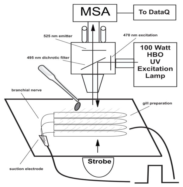 Innervation of Gill Lateral Cells in the Bivalve Mollusc <i>Crassostrea virginica</i> Affects Cellular Membrane Potential and Cilia Activity.