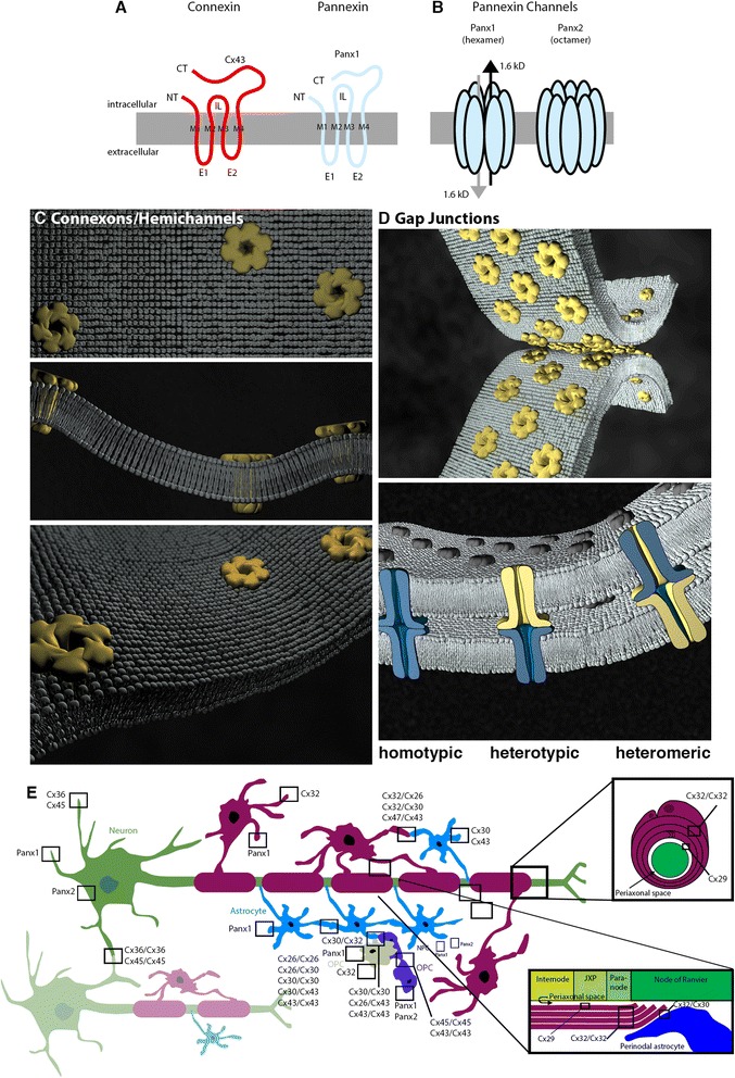 Connexins and pannexins in neuronal development and adult neurogenesis.