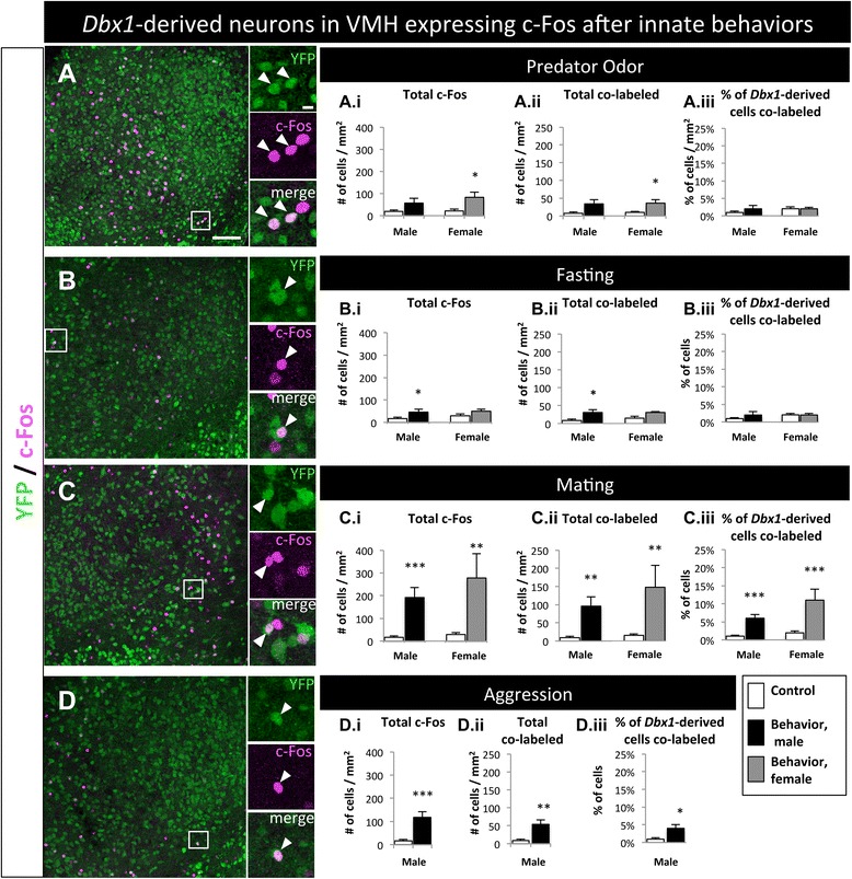 Molecular and behavioral profiling of Dbx1-derived neurons in the arcuate, lateral and ventromedial hypothalamic nuclei.