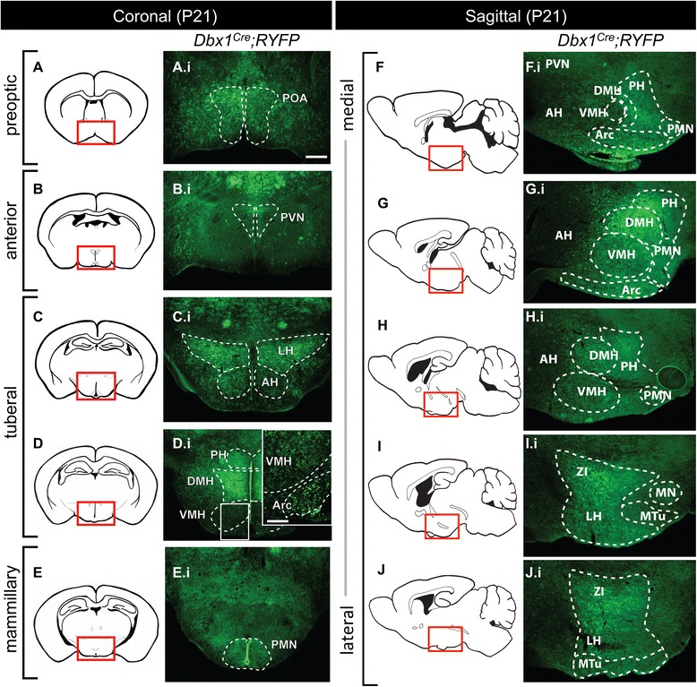 Molecular and behavioral profiling of Dbx1-derived neurons in the arcuate, lateral and ventromedial hypothalamic nuclei.