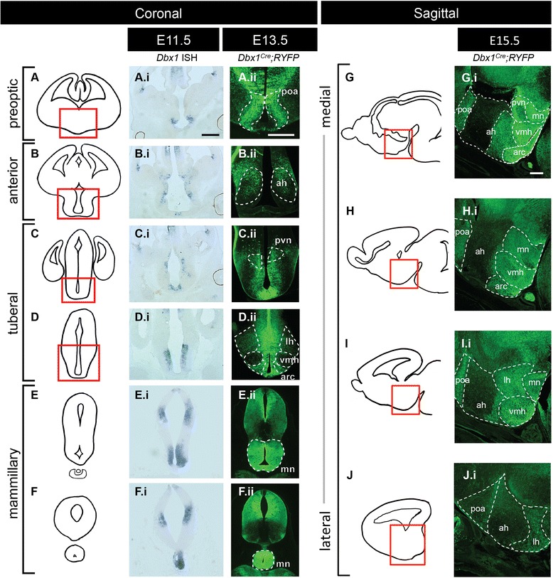 Molecular and behavioral profiling of Dbx1-derived neurons in the arcuate, lateral and ventromedial hypothalamic nuclei.