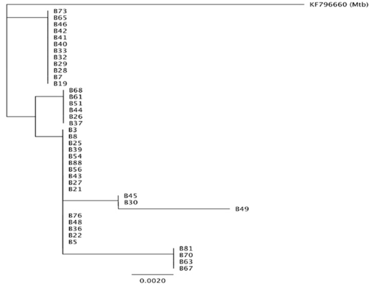 Molecular Identification of Nontuberculous Mycobacteria in Humans in Zimbabwe Using 16S Ribosequencing.