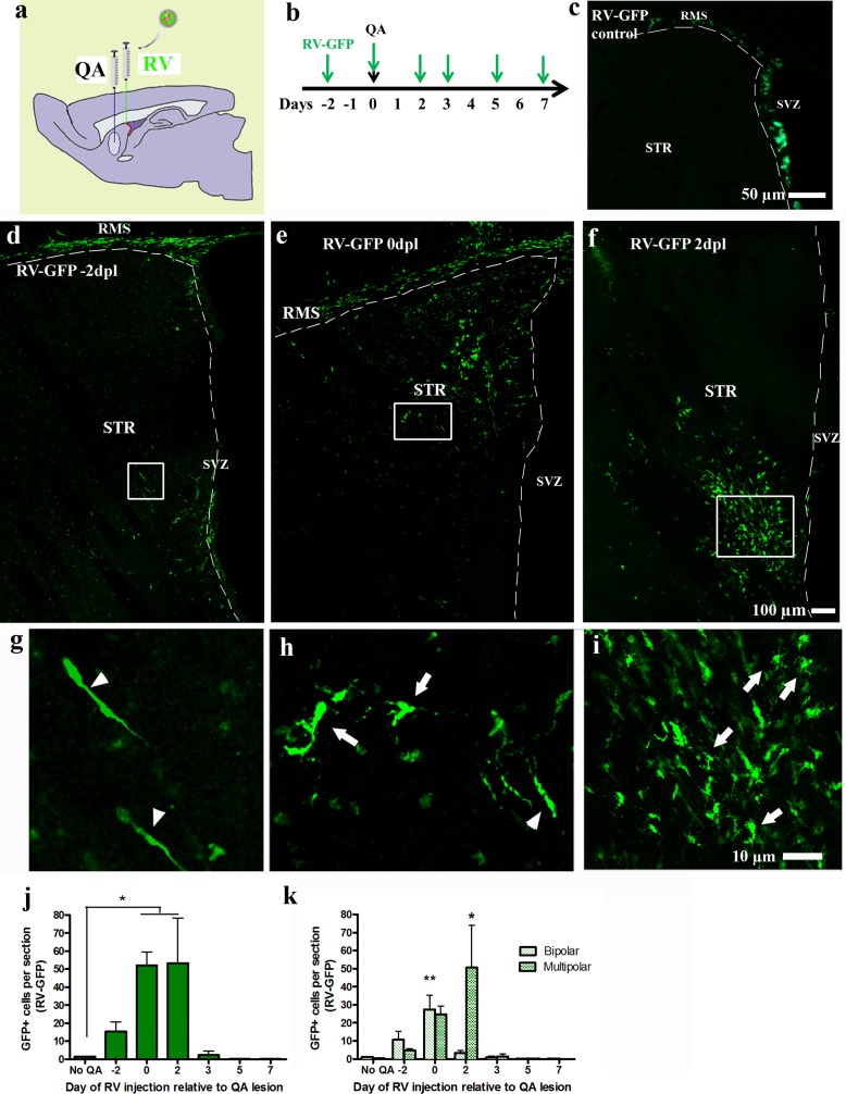 The Effect of Pro-Neurogenic Gene Expression on Adult Subventricular Zone Precursor Cell Recruitment and Fate Determination After Excitotoxic Brain Injury.