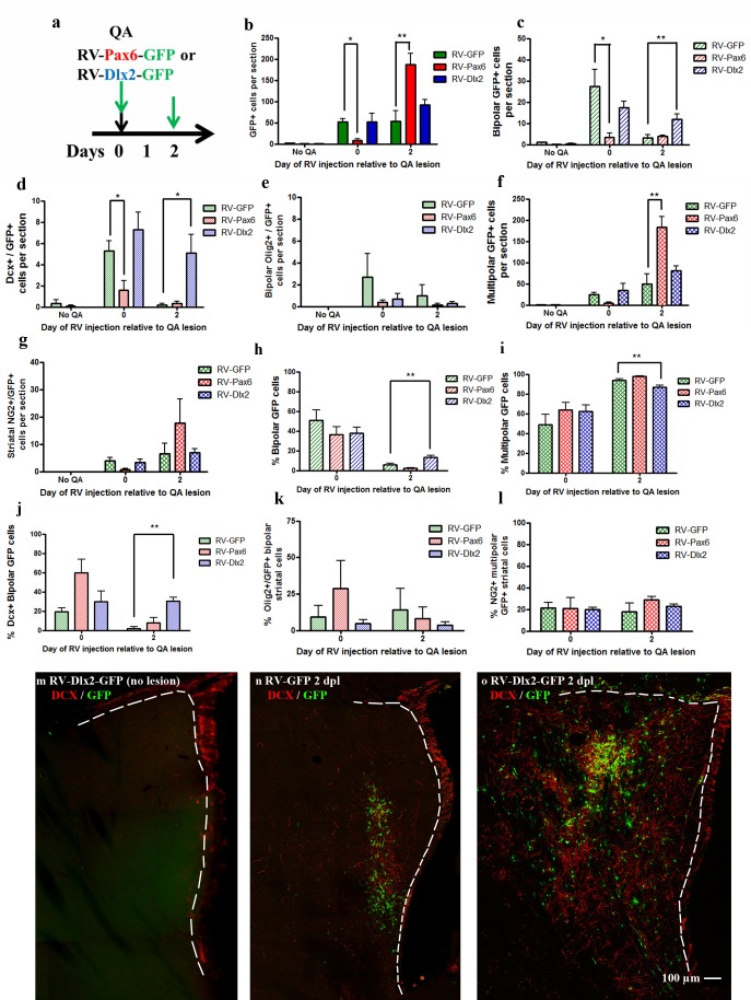 The Effect of Pro-Neurogenic Gene Expression on Adult Subventricular Zone Precursor Cell Recruitment and Fate Determination After Excitotoxic Brain Injury.