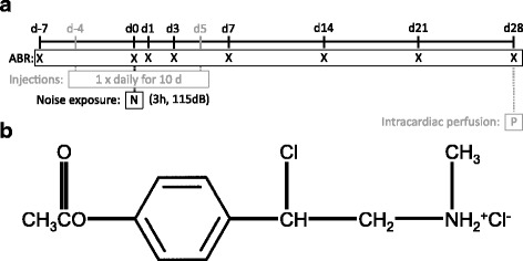 Noise trauma and systemic application of the selective glucocorticoid receptor modulator compound A.