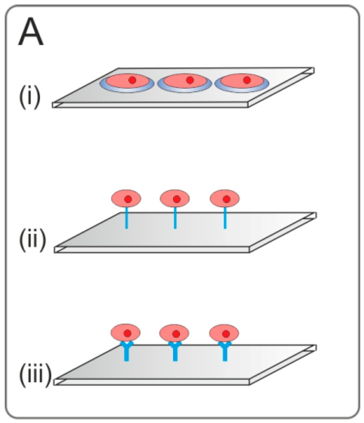 Living Cell Microarrays: An Overview of Concepts.