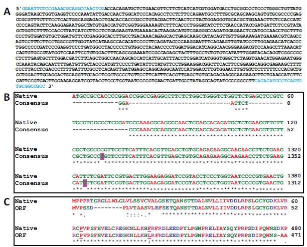 Bioinformatic Analysis of the Human Recombinant Iduronate 2-Sulfate Sulfatase.