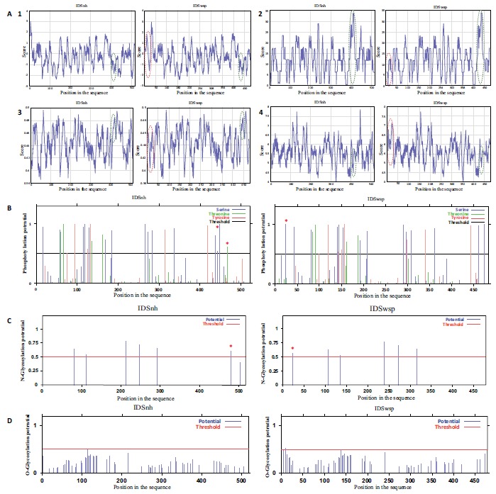 Bioinformatic Analysis of the Human Recombinant Iduronate 2-Sulfate Sulfatase.