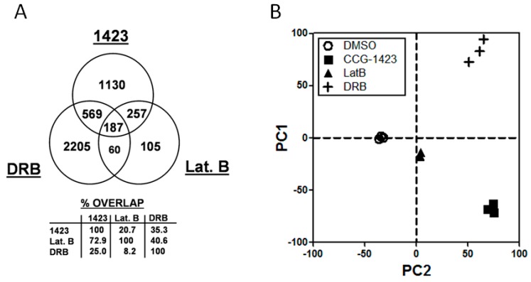 Small-Molecule Inhibition of Rho/MKL/SRF Transcription in Prostate Cancer Cells: Modulation of Cell Cycle, ER Stress, and Metastasis Gene Networks.