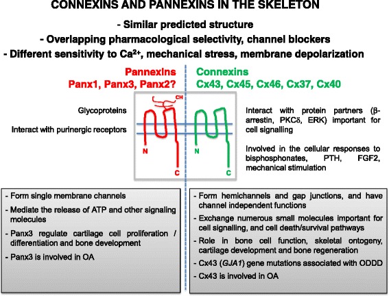 Role of connexins and pannexins during ontogeny, regeneration, and pathologies of bone.