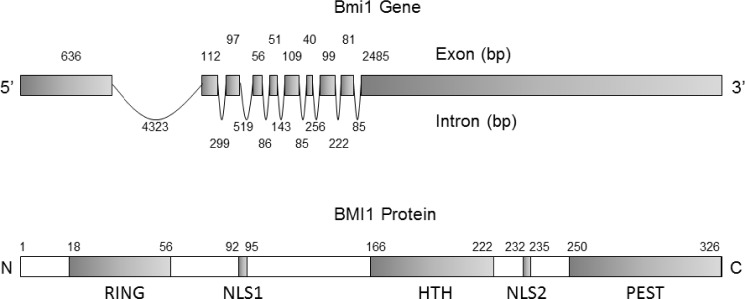 BMI1: A Biomarker of Hematologic Malignancies.