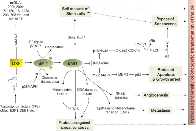 BMI1: A Biomarker of Hematologic Malignancies.