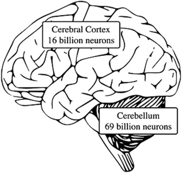 The prominent role of the cerebellum in the learning, origin and advancement of culture.