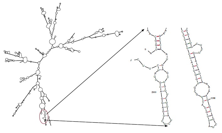 In Silico Design of a Chimeric Protein Containing Antigenic Fragments of Helicobacter pylori; A Bioinformatic Approach.