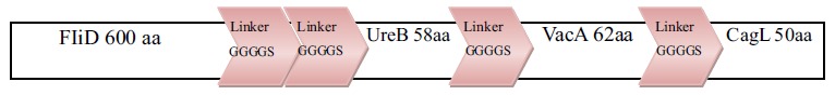 In Silico Design of a Chimeric Protein Containing Antigenic Fragments of Helicobacter pylori; A Bioinformatic Approach.