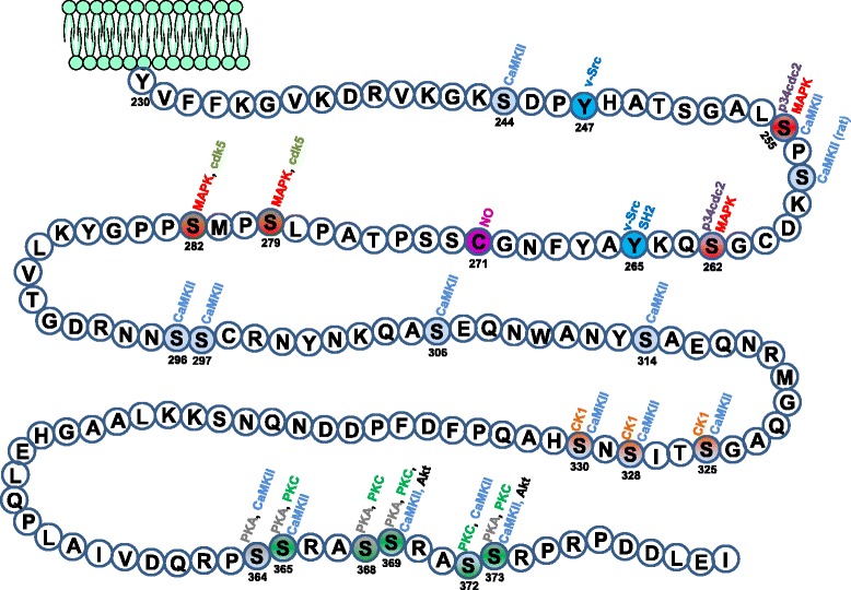 Regulation of gap junction channels and hemichannels by phosphorylation and redox changes: a revision.