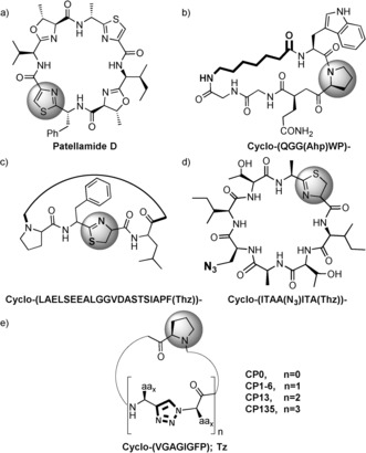 Enzymatic Macrocyclization of 1,2,3-Triazole Peptide Mimetics.