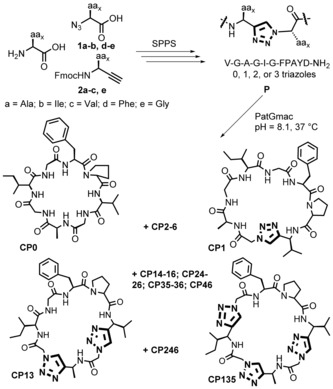 Enzymatic Macrocyclization of 1,2,3-Triazole Peptide Mimetics.