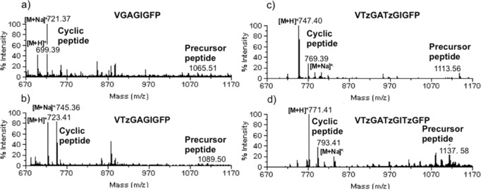 Enzymatic Macrocyclization of 1,2,3-Triazole Peptide Mimetics.