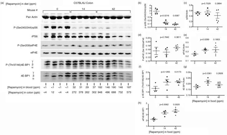 Adaptations to chronic rapamycin in mice.