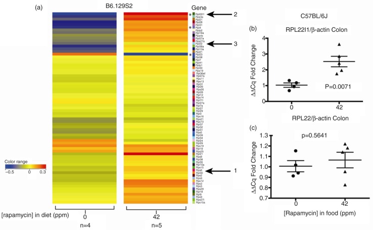 Adaptations to chronic rapamycin in mice.