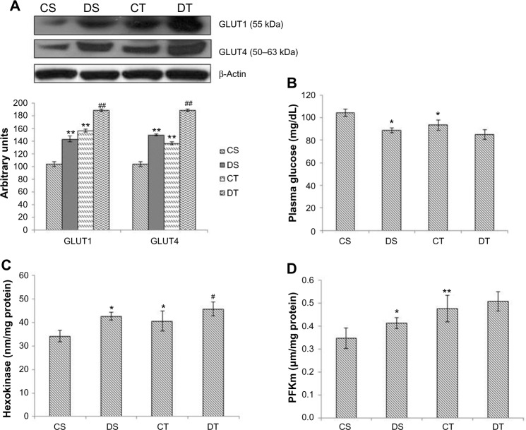 Preconditioning with ethyl 3,4-dihydroxybenzoate augments aerobic respiration in rat skeletal muscle.
