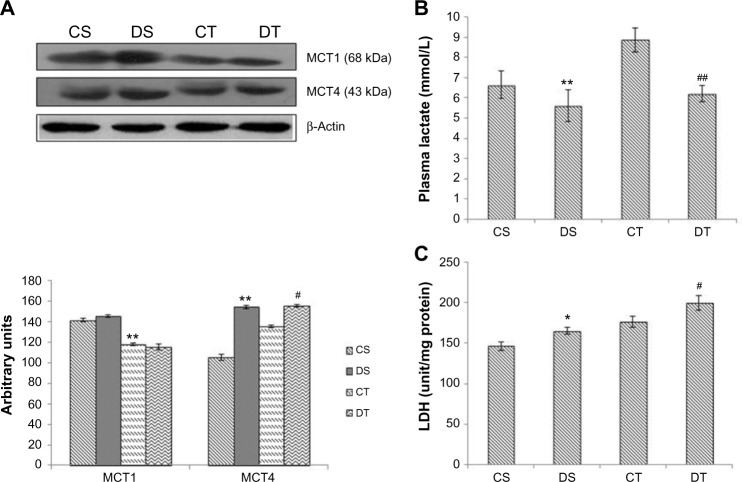 Preconditioning with ethyl 3,4-dihydroxybenzoate augments aerobic respiration in rat skeletal muscle.
