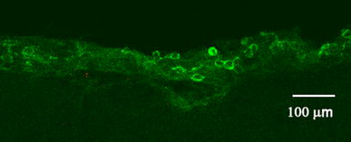 Neural stem cells and neuro/gliogenesis in the central nervous system: understanding the structural and functional plasticity of the developing, mature, and diseased brain.