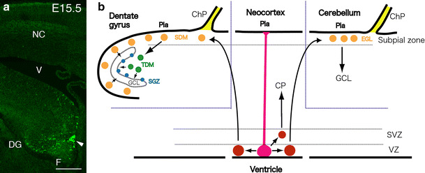 Neural stem cells and neuro/gliogenesis in the central nervous system: understanding the structural and functional plasticity of the developing, mature, and diseased brain.