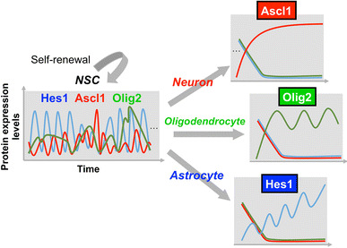 Neural stem cells and neuro/gliogenesis in the central nervous system: understanding the structural and functional plasticity of the developing, mature, and diseased brain.