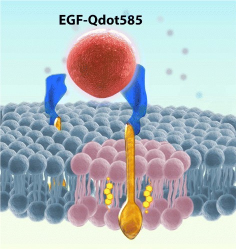 Exploring in vivo cholesterol-mediated interactions between activated EGF receptors in plasma membrane with single-molecule optical tracking.