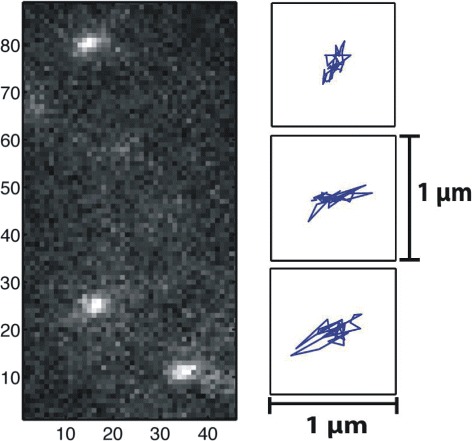 Exploring in vivo cholesterol-mediated interactions between activated EGF receptors in plasma membrane with single-molecule optical tracking.