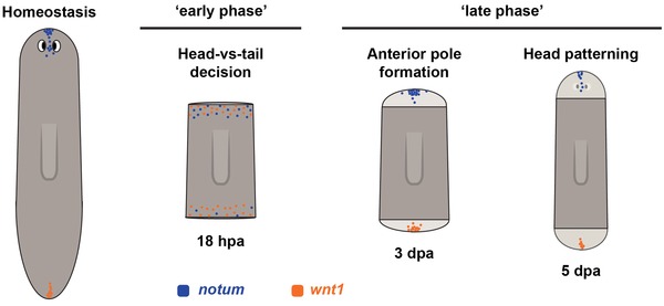 Go ahead, grow a head! A planarian's guide to anterior regeneration.