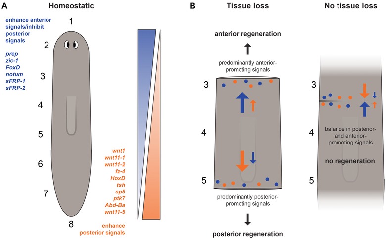 Go ahead, grow a head! A planarian's guide to anterior regeneration.