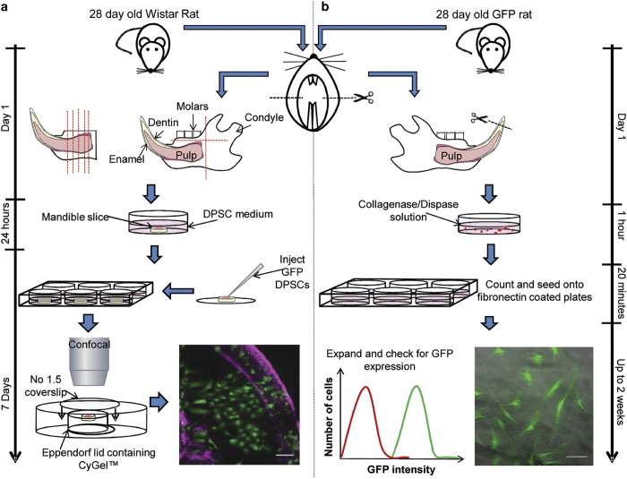 Models of ex vivo explant cultures: applications in bone research.