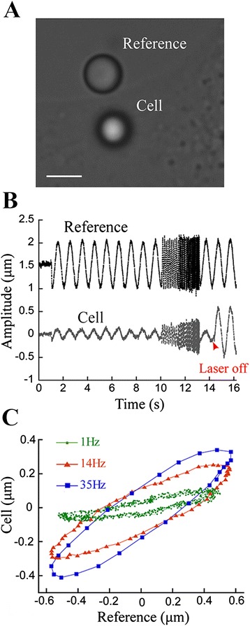 Rheological properties of cells measured by optical tweezers.