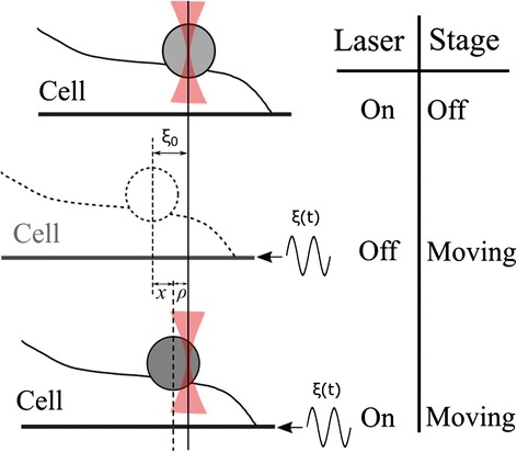 Rheological properties of cells measured by optical tweezers.