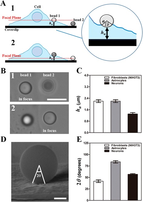 Rheological properties of cells measured by optical tweezers.