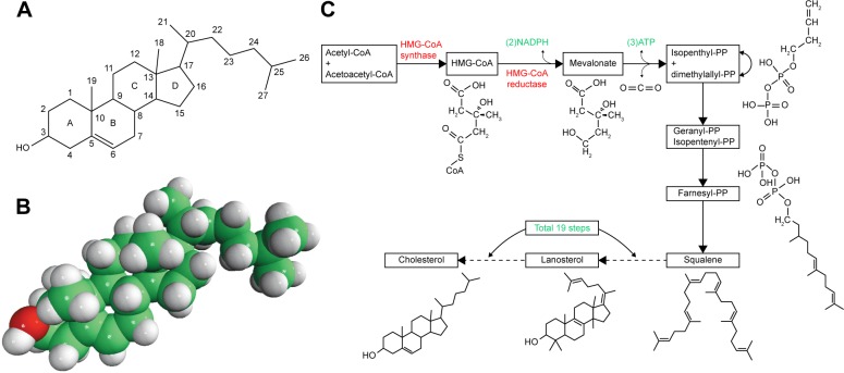 Fluorescent Sterols and Cholesteryl Esters as Probes for Intracellular Cholesterol Transport.