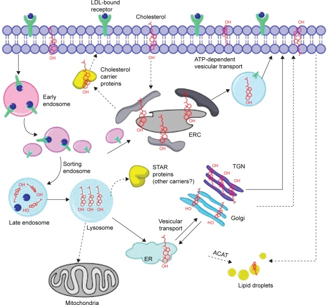 Fluorescent Sterols and Cholesteryl Esters as Probes for Intracellular Cholesterol Transport.