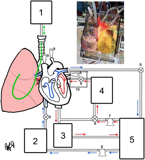 The novel in vitro reanimation of isolated human and large mammalian heart-lung blocs.